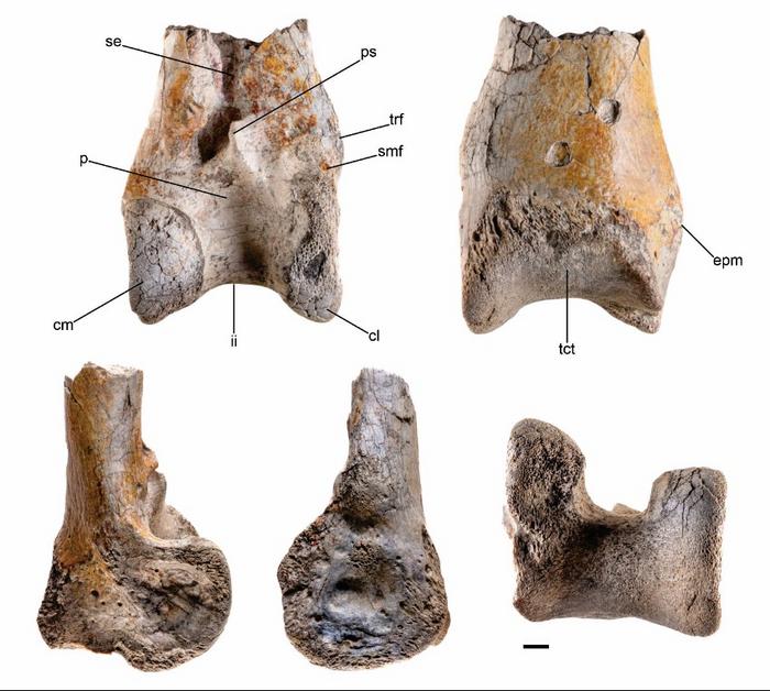 It is only part of the left tibiotarsus, but it shows that its owner was a fearsome bird larger than any found before. It is only part of the left tibiotarsus, but it shows that its owner was a fearsome bird larger than any found before.