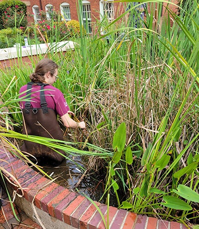 Zasha Griffin and fellow volunteer Brynn, right, put on waders and stand next to a trash can of plants removed from the pond outside East Carolina University's Old Cafeteria Complex .